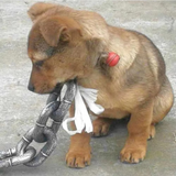 IronPaw™ Big Boss Chain Leash